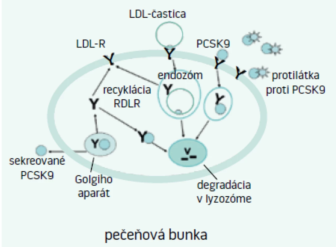 Mechanizmus účinku PCSK9 a inhibície PCSK9