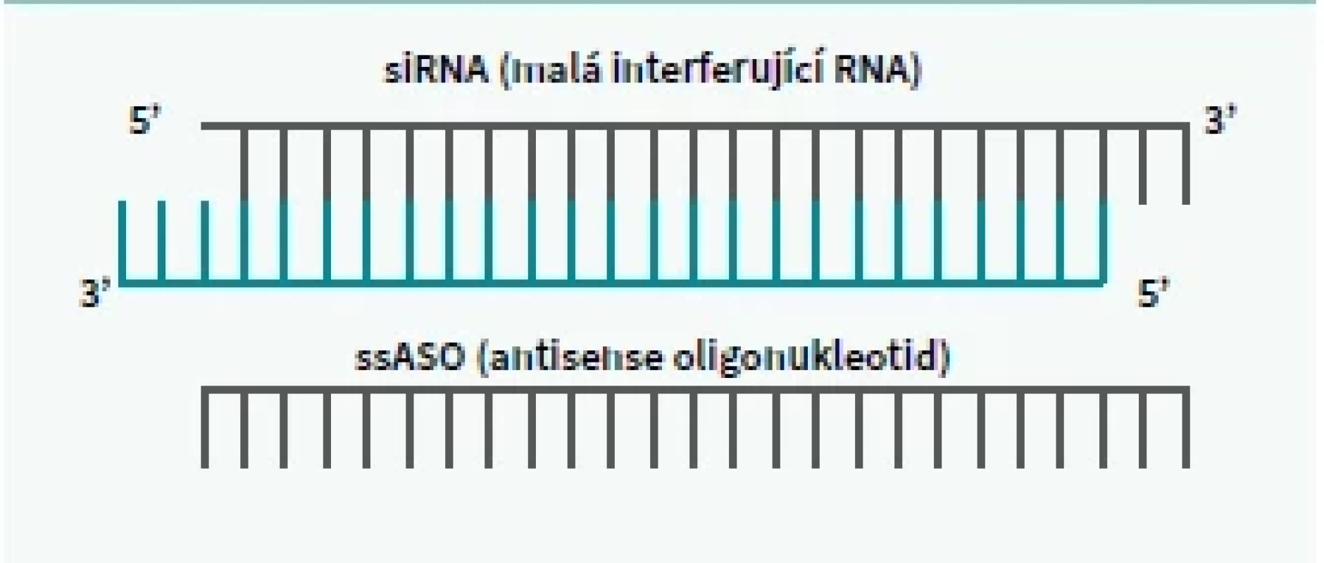 Schematické znázornění struktury siRNA
a ssASO